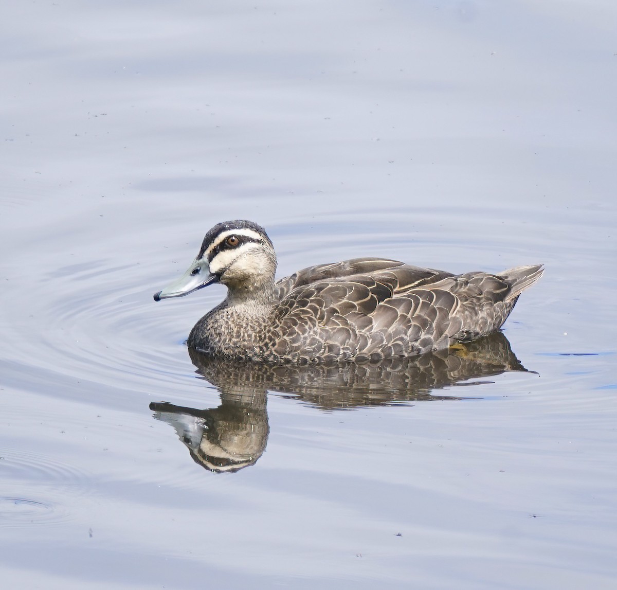 Augenbrauenente - ML646503920