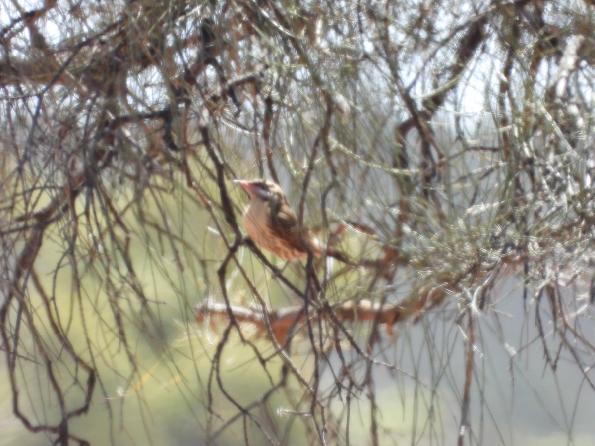 Diken Yanaklı Balkuşu - ML646503921