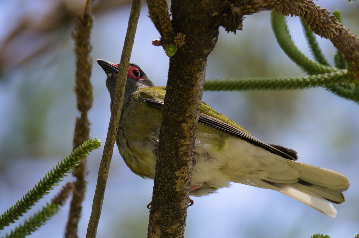 Зелёная инжирница - ML646503923