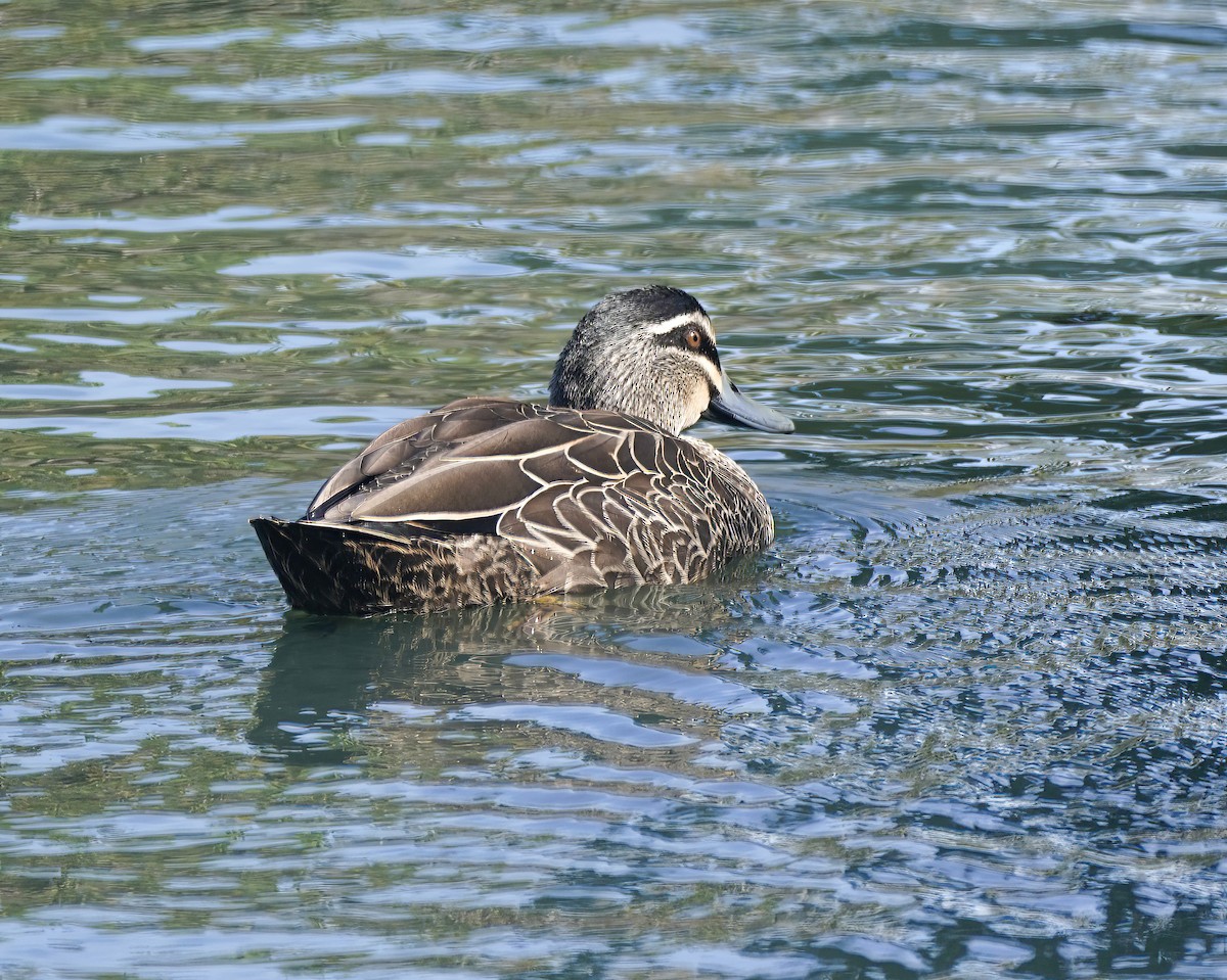 Augenbrauenente - ML646503924