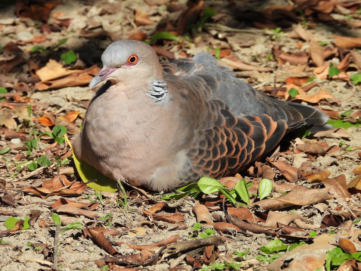 Oriental Turtle-Dove - ML646503925