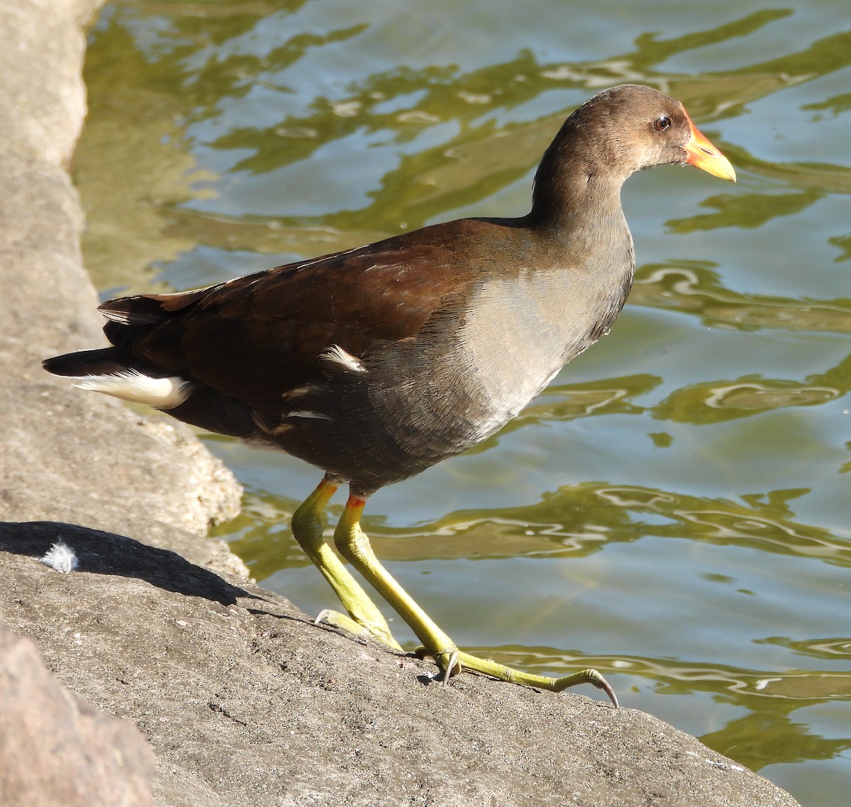 Eurasian Moorhen - ML646503929