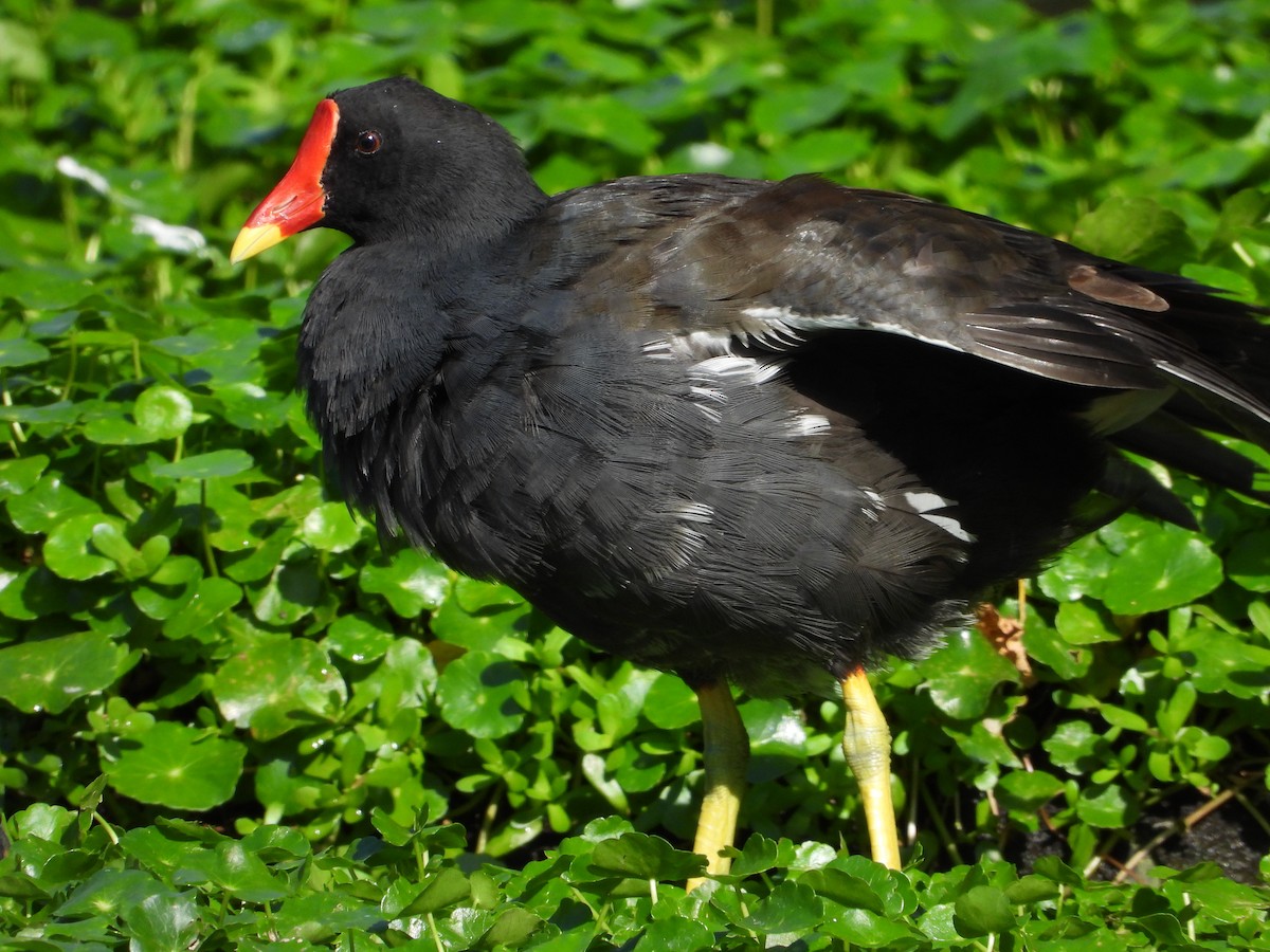 Eurasian Moorhen - ML646503930