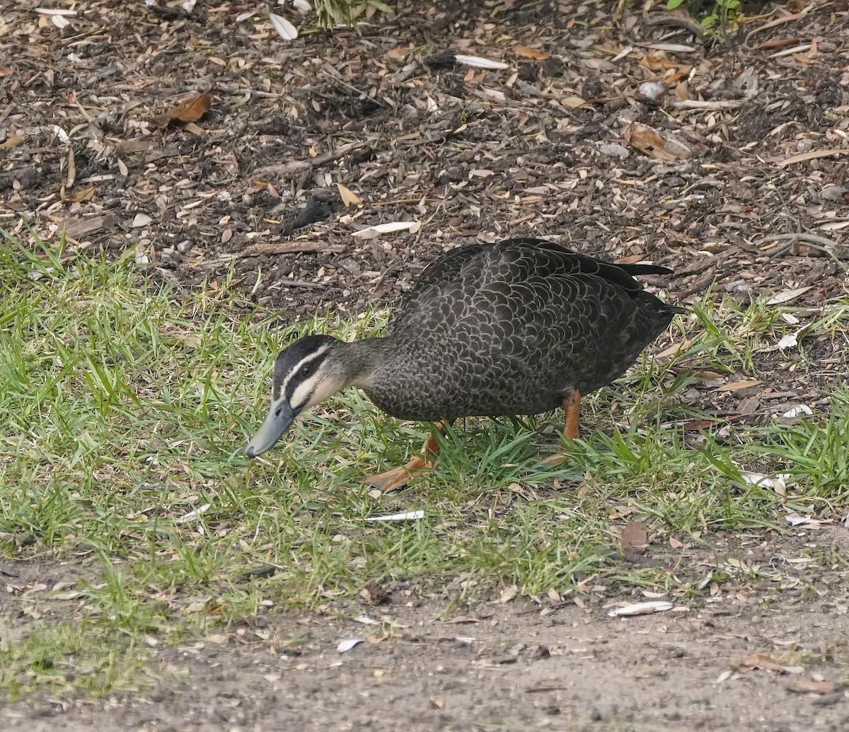 stripeand - ML646503931