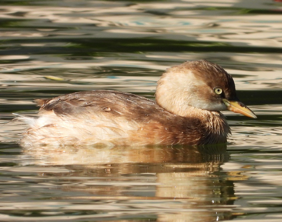 Little Grebe - ML646503932