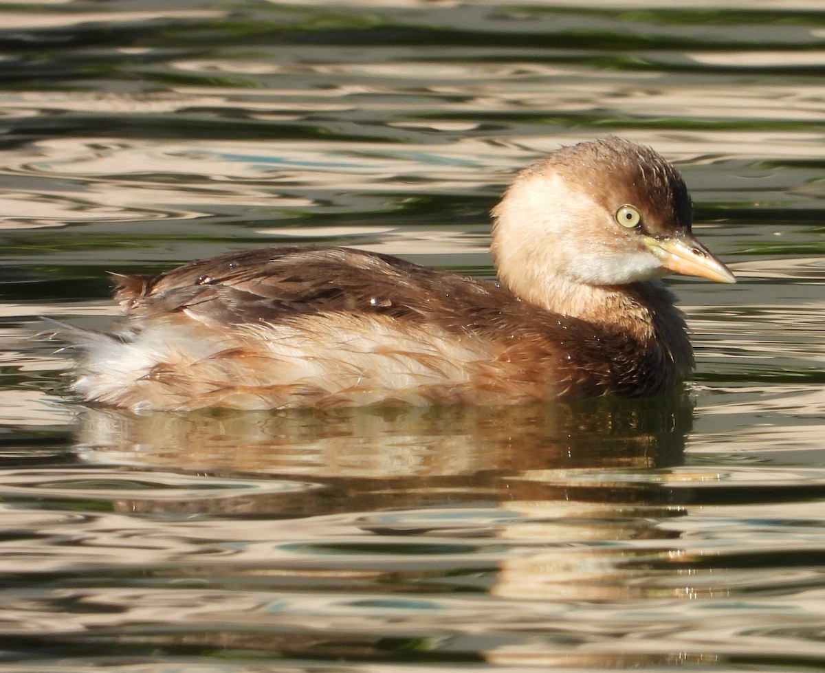 Little Grebe - ML646503933