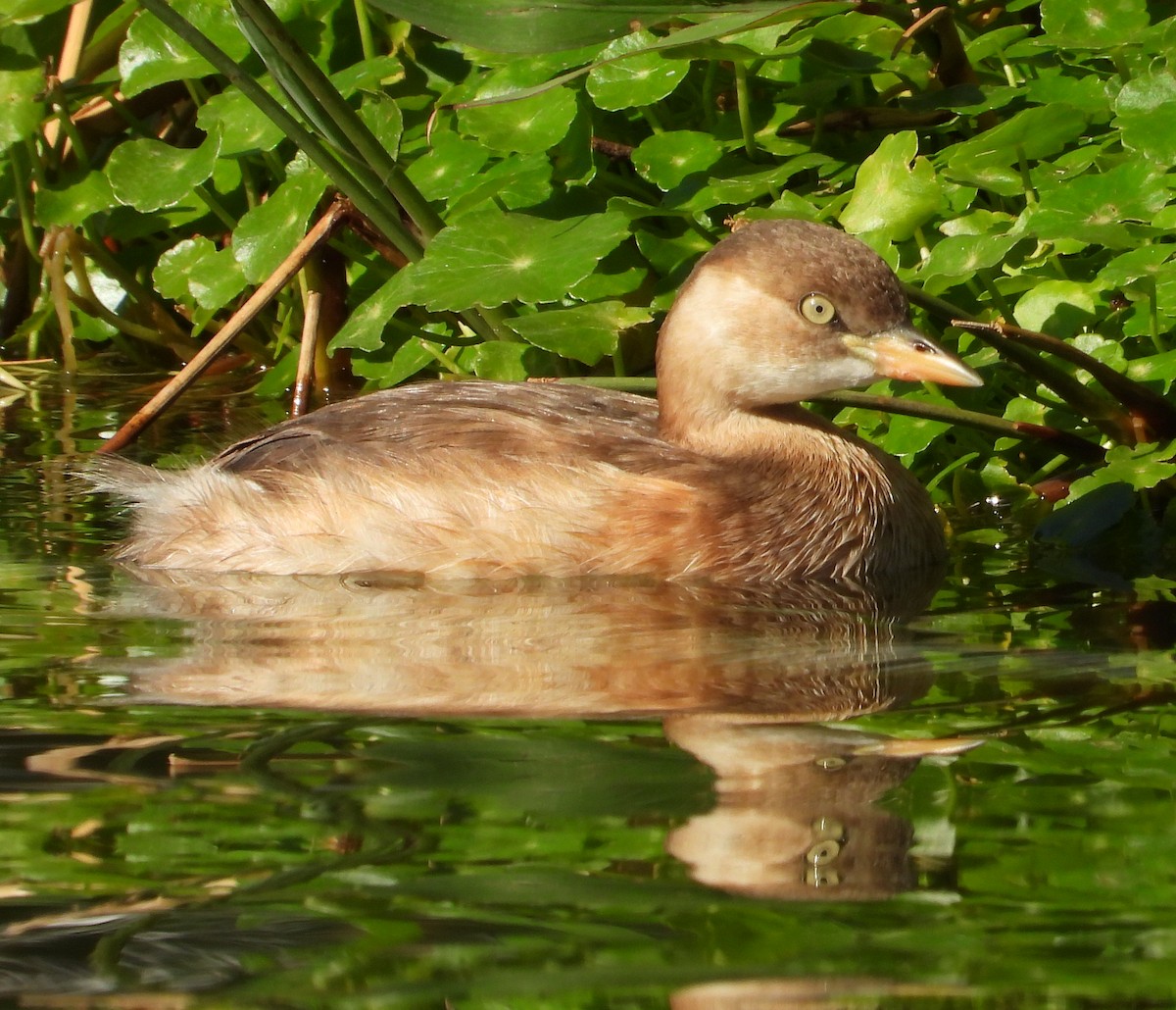 Little Grebe - ML646503934