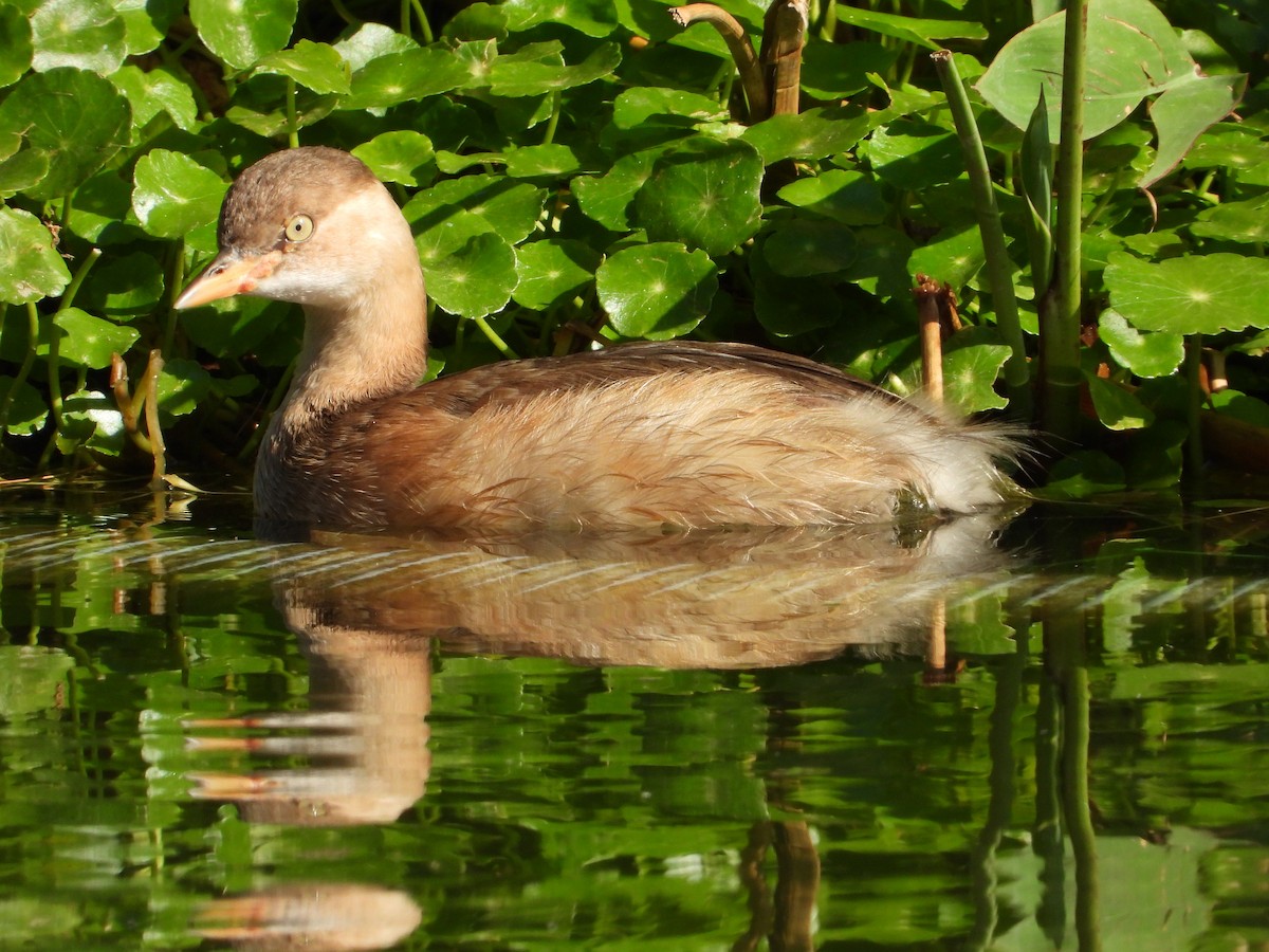 Little Grebe - ML646503935