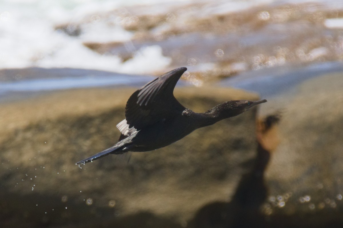 Чёрный баклан - ML646503936