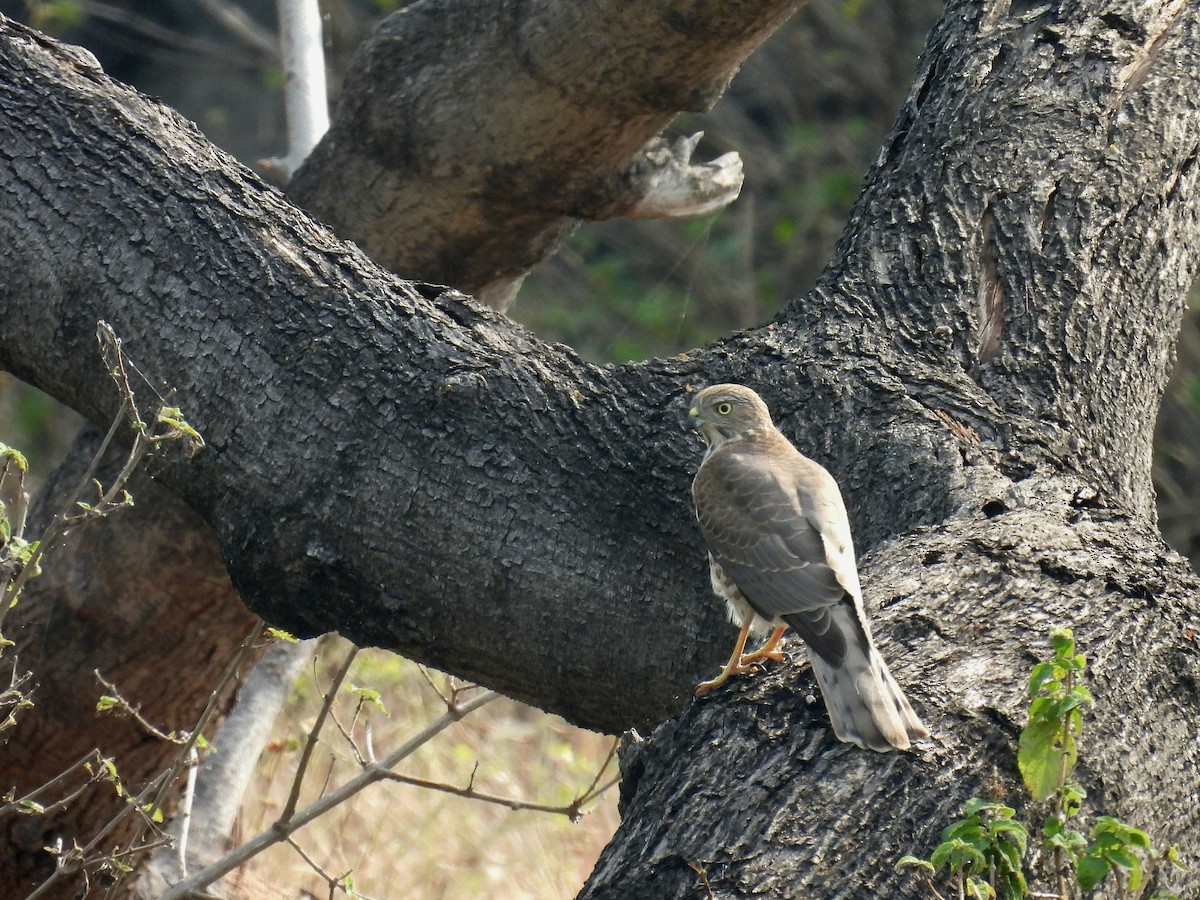 Shikra - ML646503937