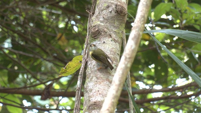 Pale-yellow Robin - ML646503938