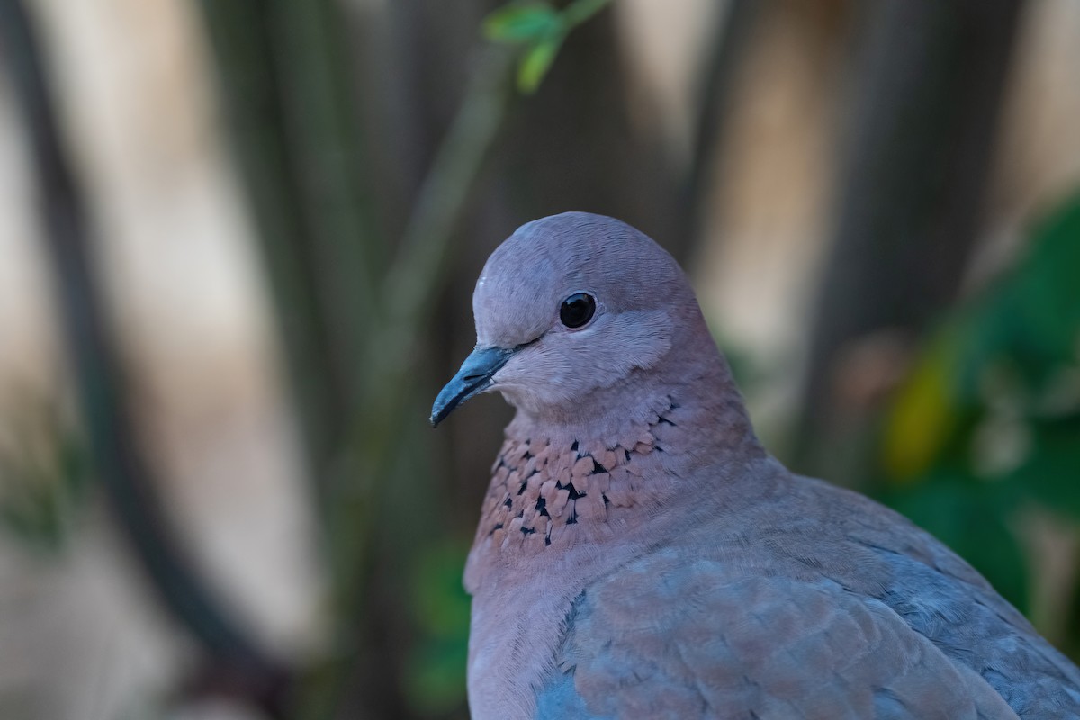 Laughing Dove - ML646503940