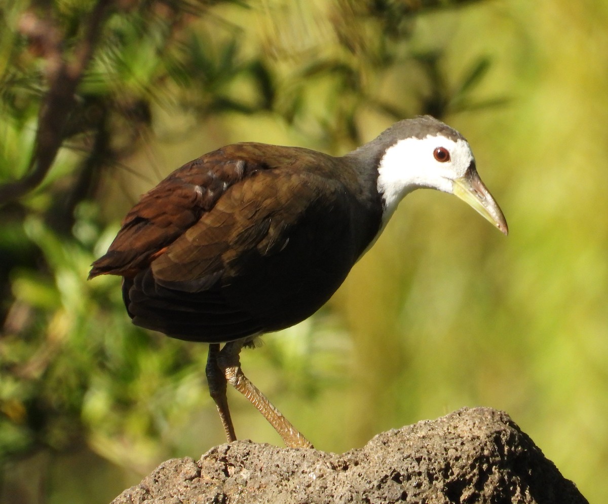 White-breasted Waterhen - ML646503941