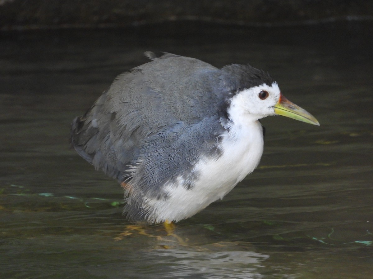 White-breasted Waterhen - ML646503942