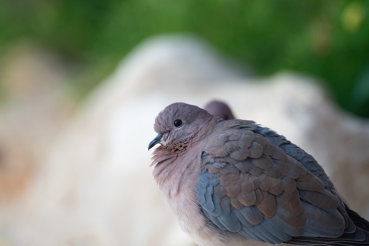 Laughing Dove - ML646503943