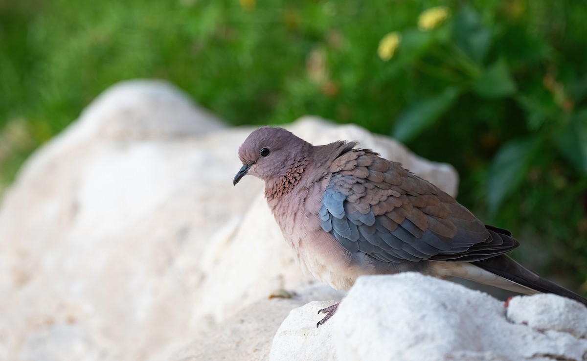 Laughing Dove - ML646503945