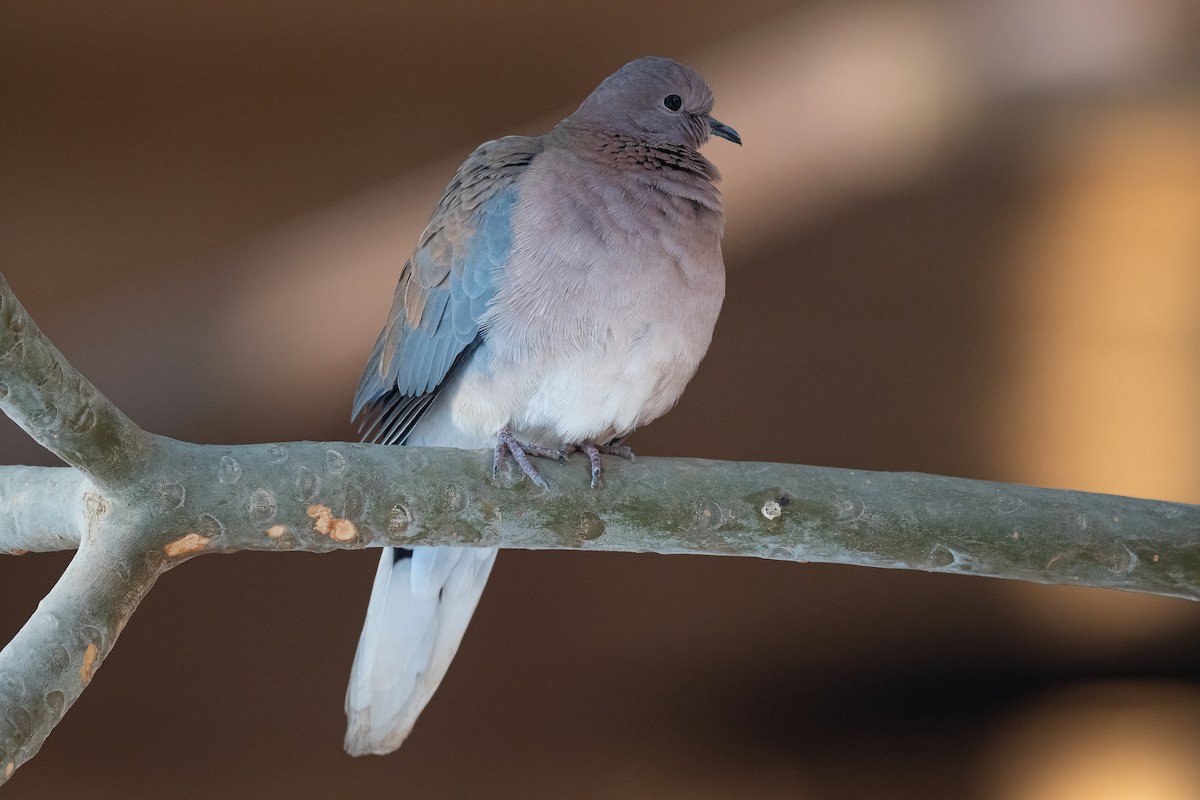 Laughing Dove - ML646503946