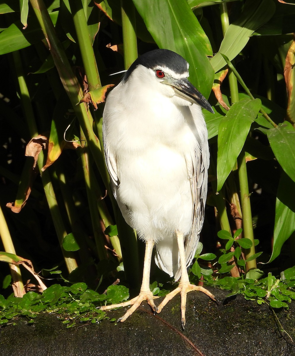 Black-crowned Night Heron - ML646503948