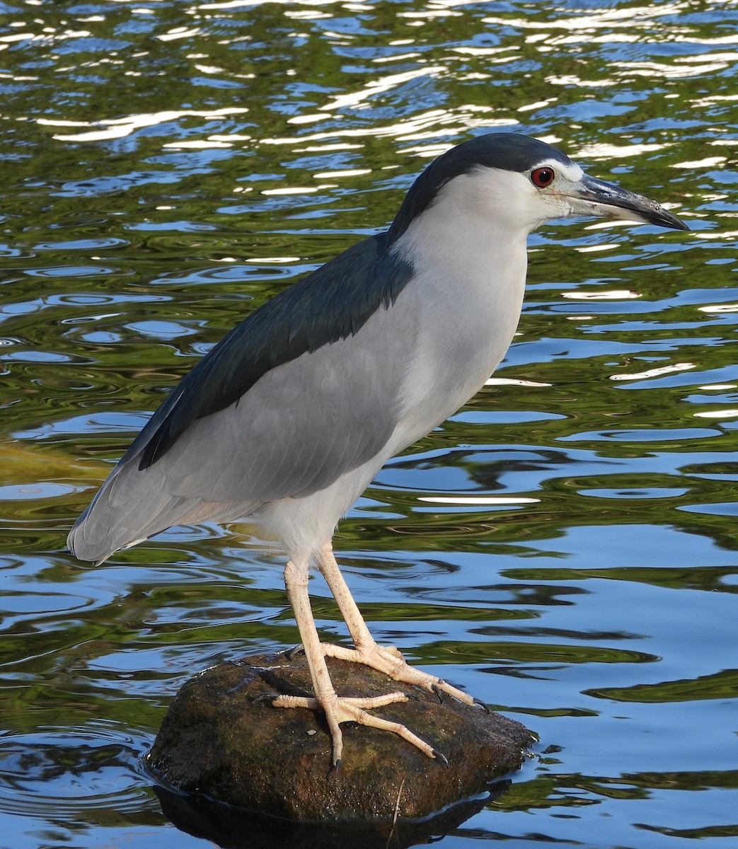 Black-crowned Night Heron - ML646503949