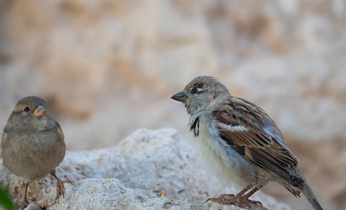 家麻雀 - ML646503950