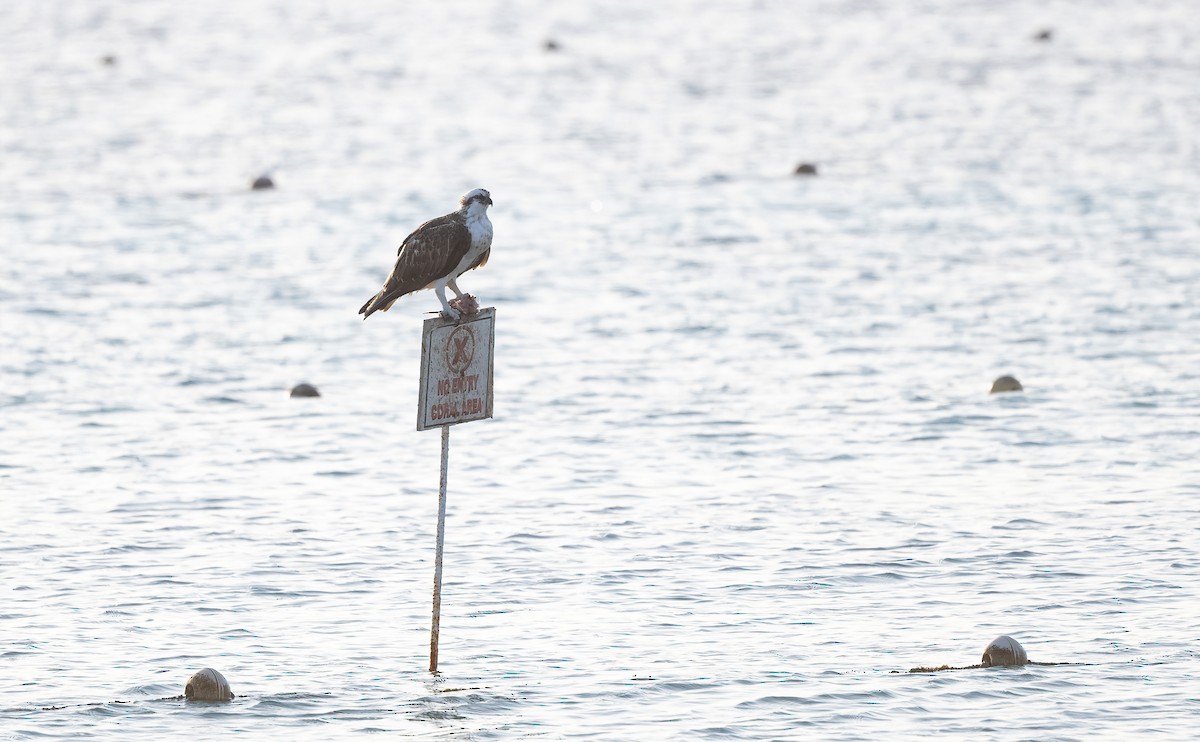 Osprey (Eurasian) - ML646503952