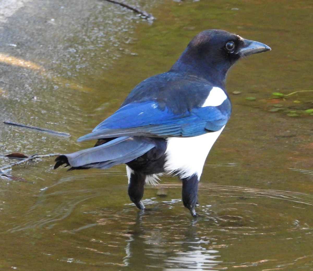 Oriental Magpie - ML646503953