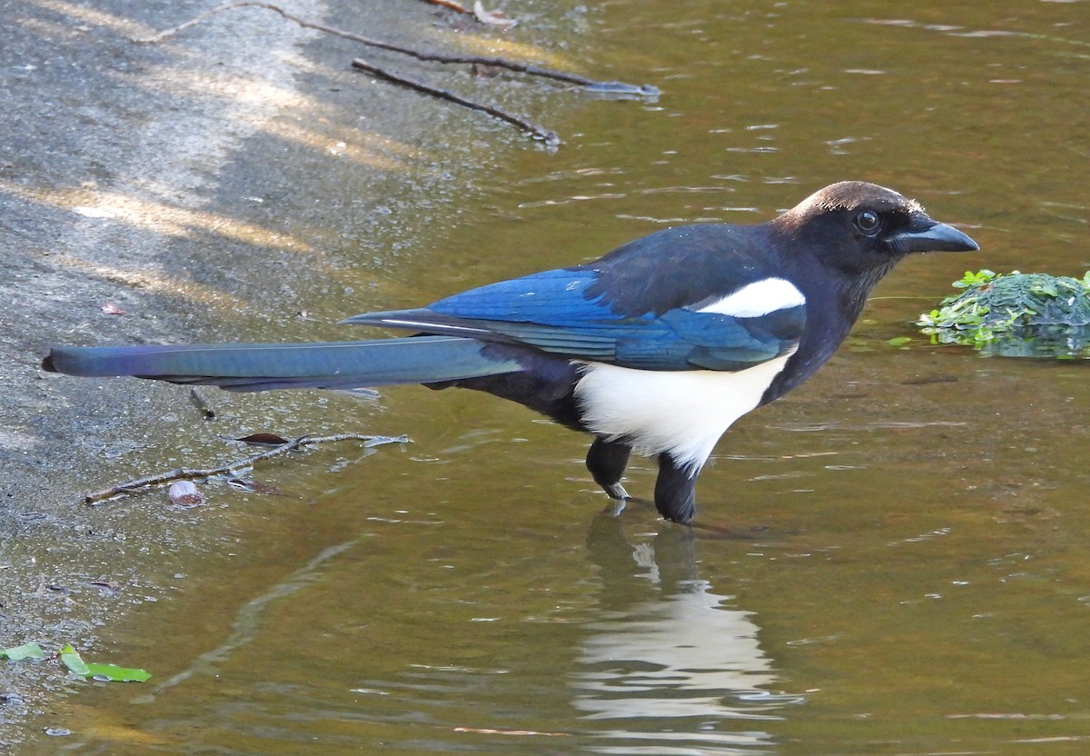 Oriental Magpie - ML646503954