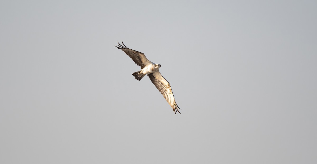 Osprey (Eurasian) - ML646503955
