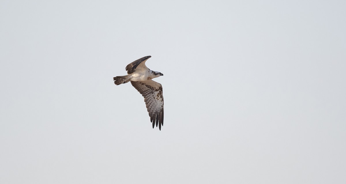 Osprey (Eurasian) - ML646503956