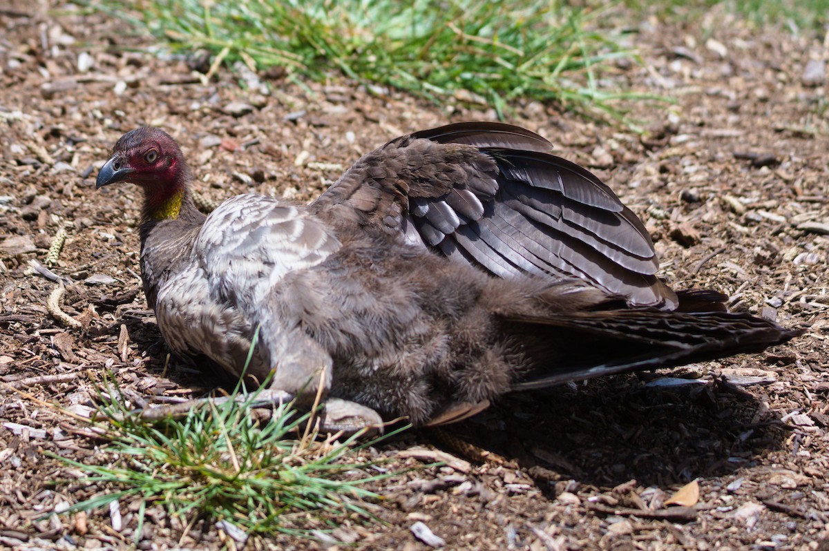 Australian Brushturkey - ML646503959
