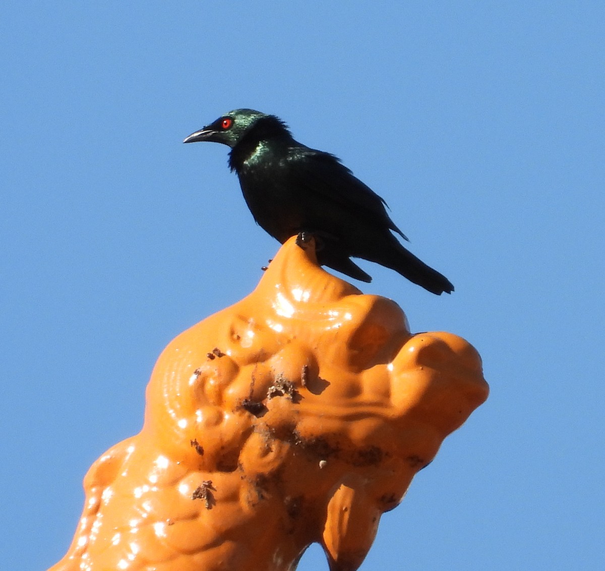 Asian Glossy Starling - ML646503960