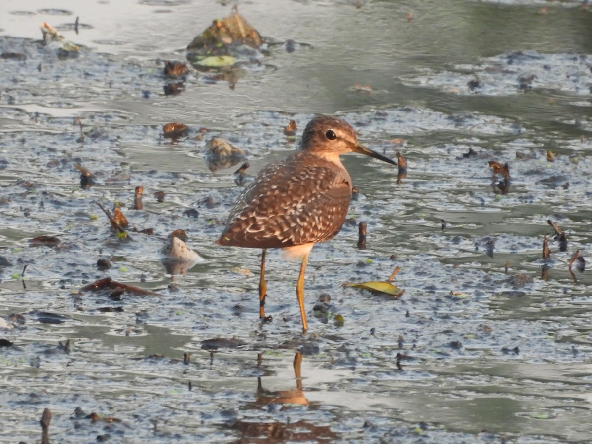 vodouš bahenní - ML646503961