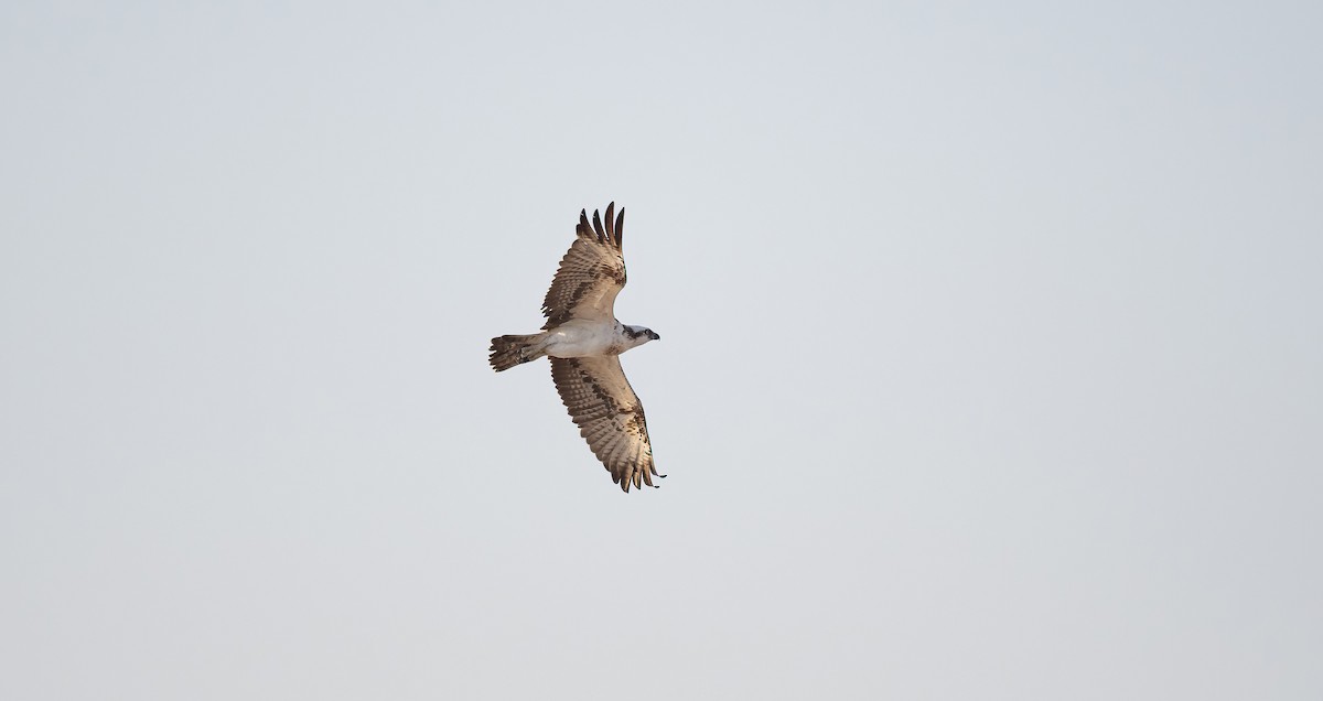 Osprey (Eurasian) - ML646503962