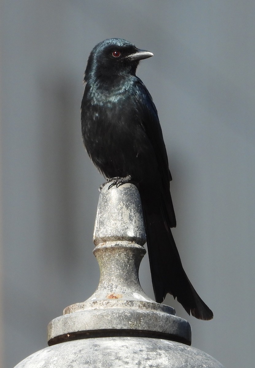 Black Drongo - ML646503963