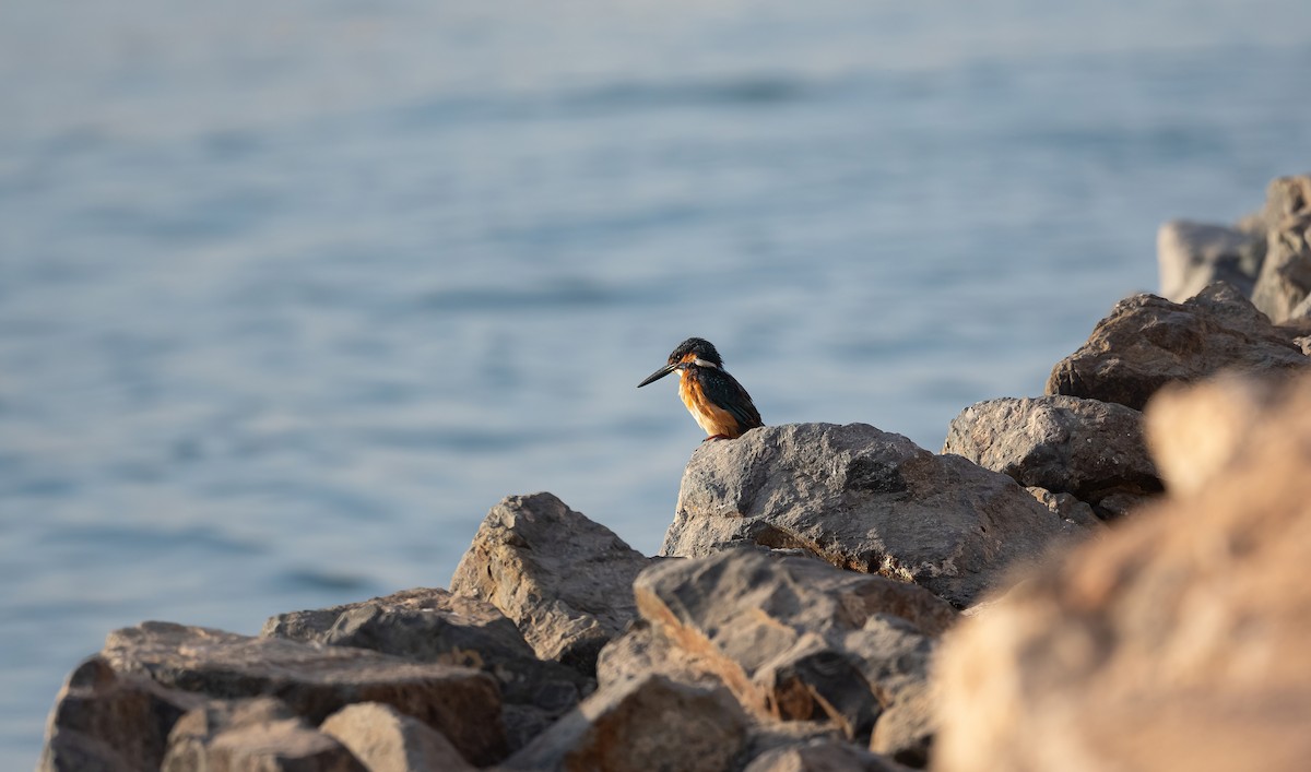 Common Kingfisher - ML646503964