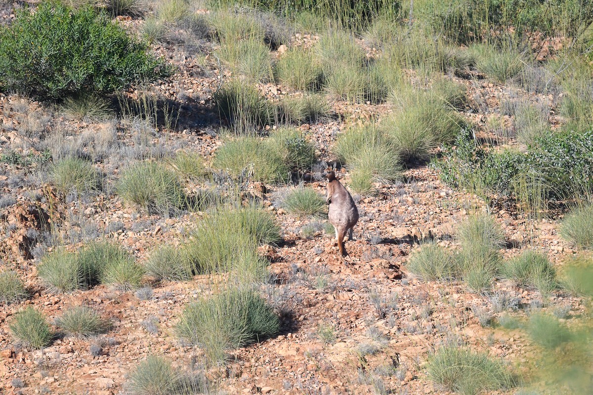 קנגורו מצוי - ML646503965