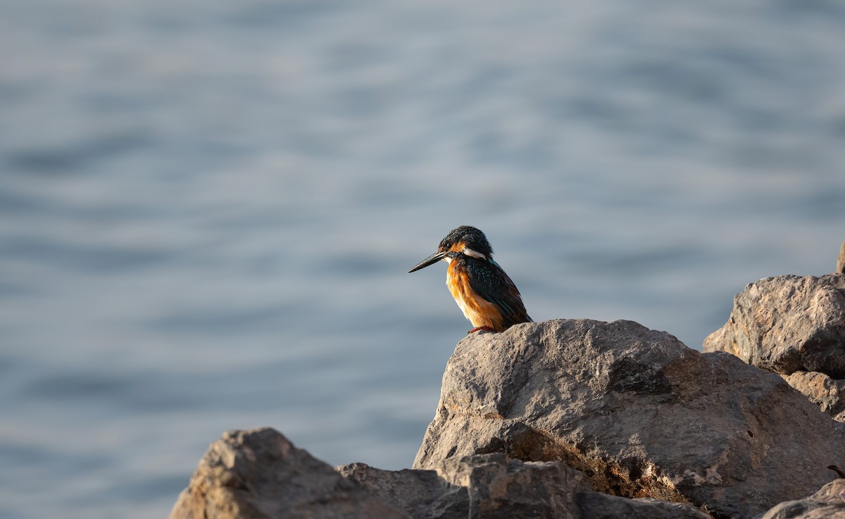 Common Kingfisher - ML646503966