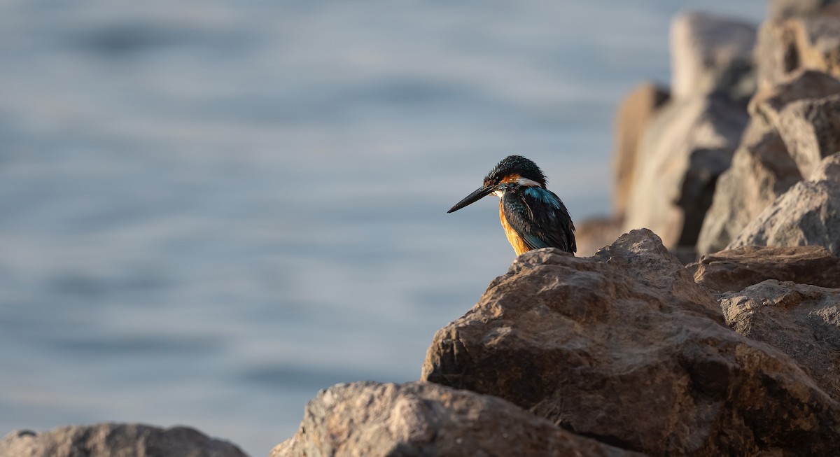 Common Kingfisher - ML646503967