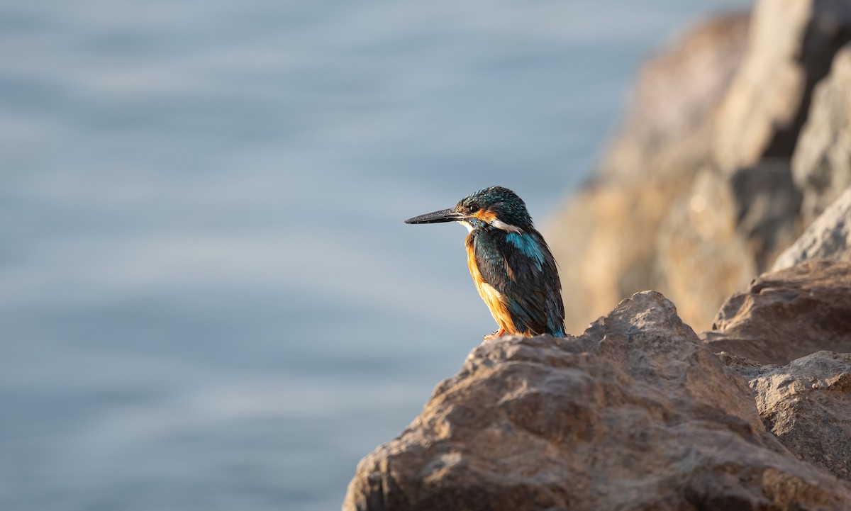 Common Kingfisher - ML646503968