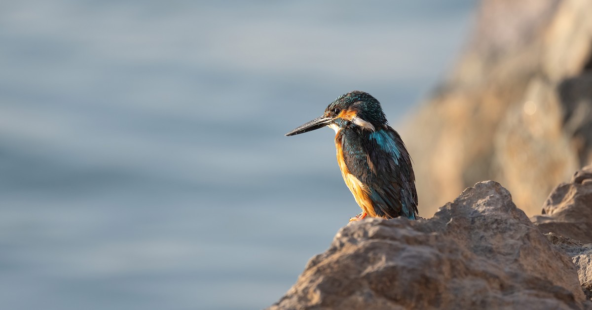 Common Kingfisher - ML646503969