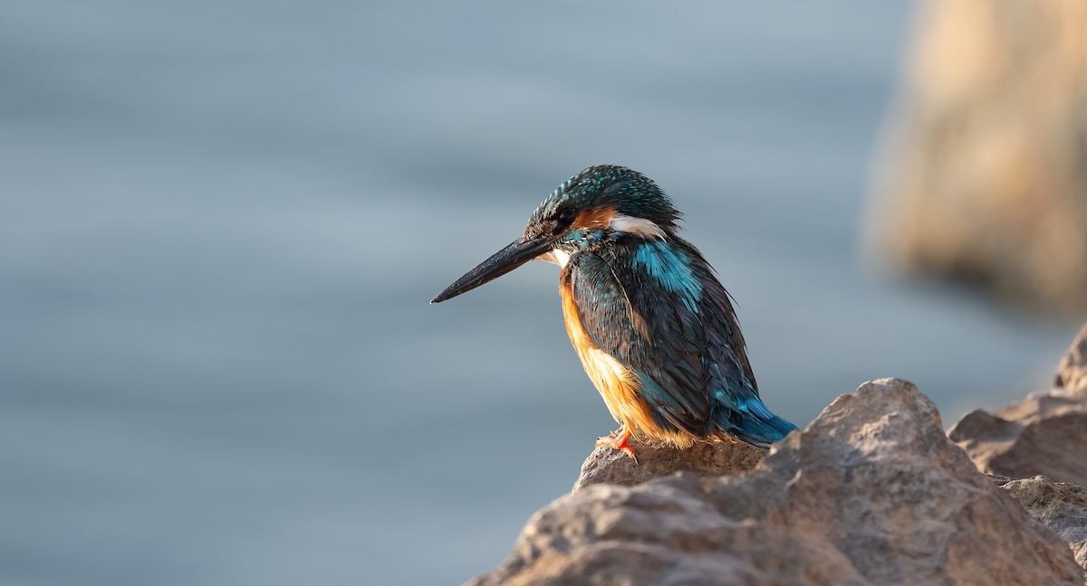 Common Kingfisher - ML646503970