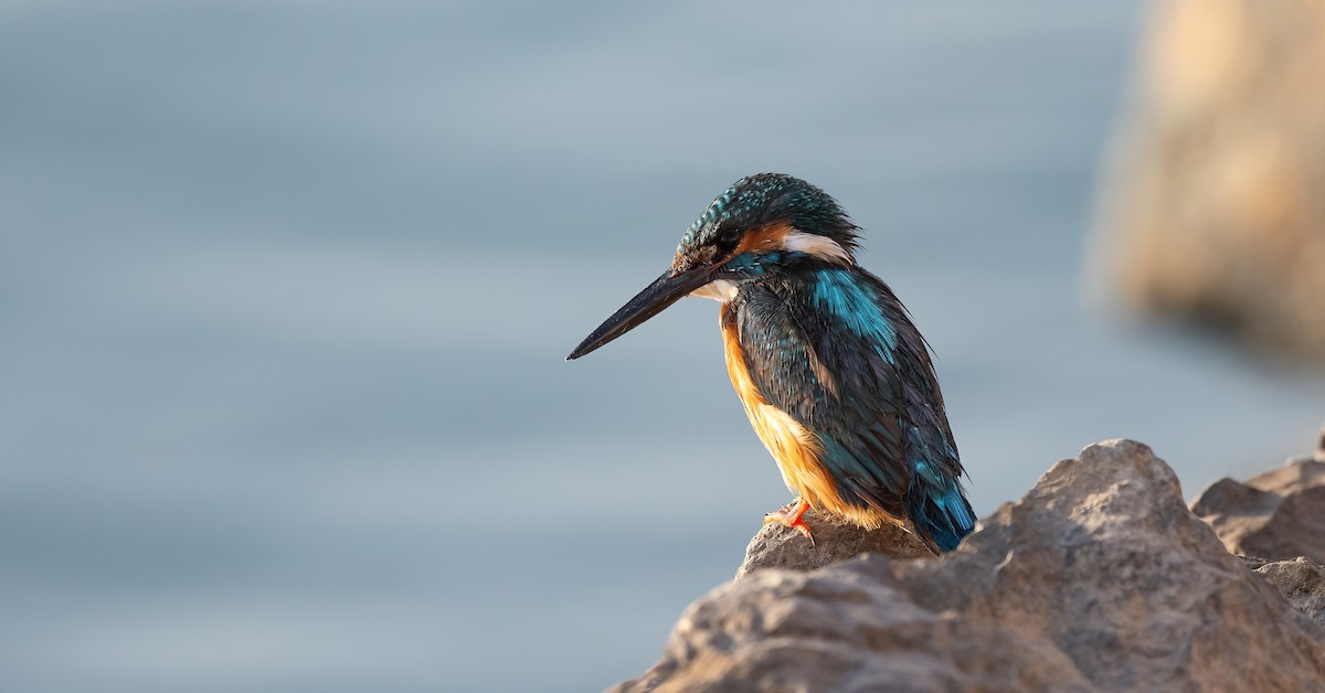 Common Kingfisher - ML646503971