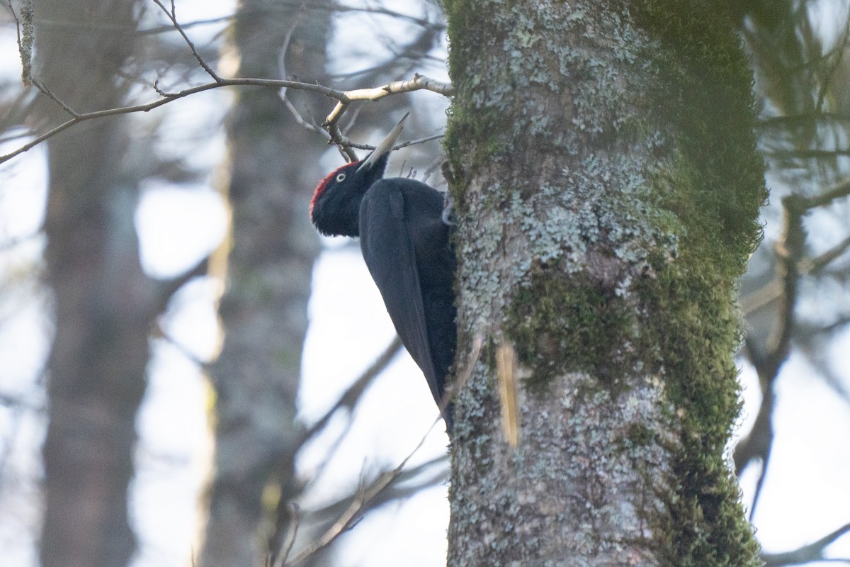 Black Woodpecker - ML646503973