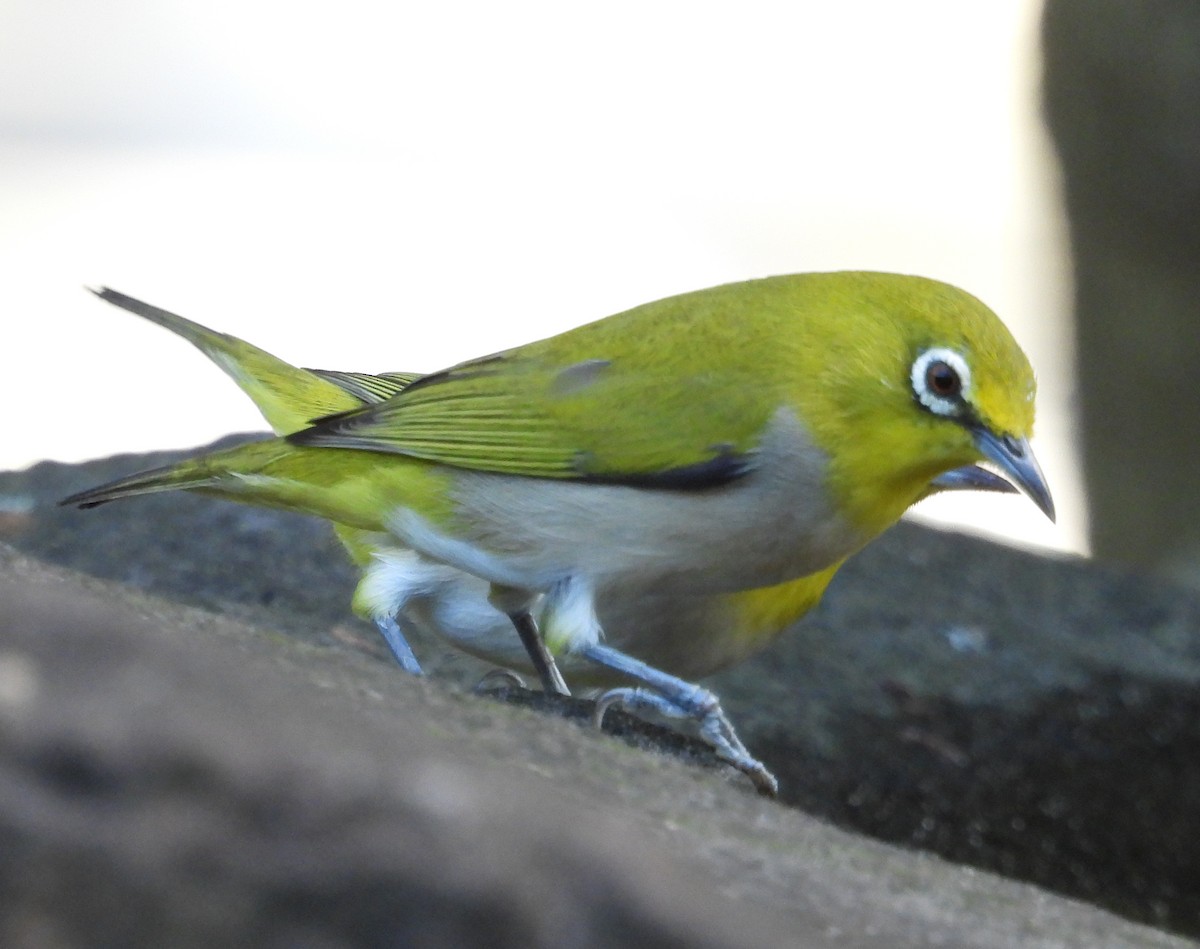 Swinhoe's White-eye - ML646503976