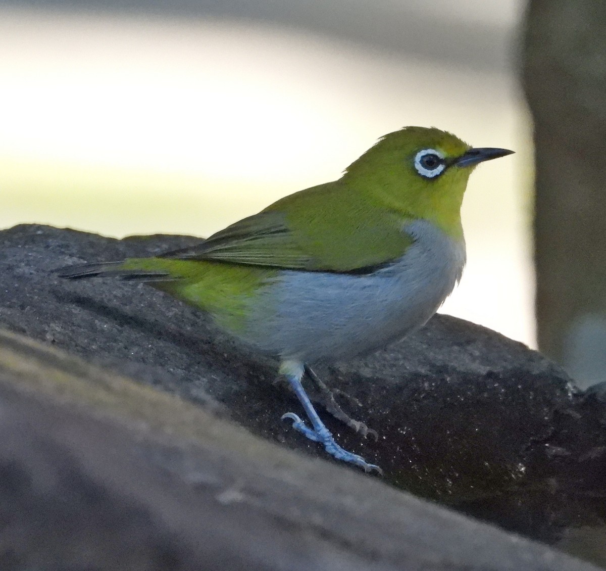 Swinhoe's White-eye - ML646503977