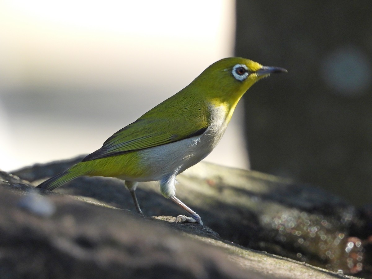 Swinhoe's White-eye - ML646503978