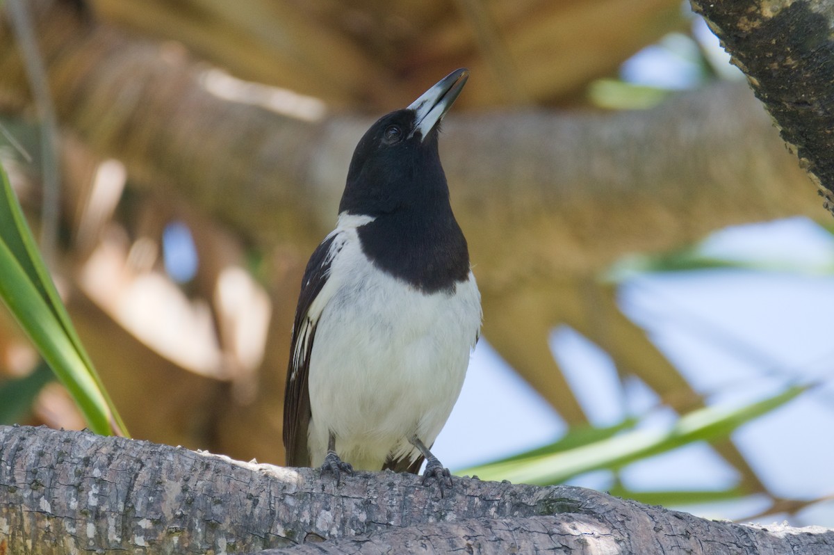 Pied Butcherbird - ML646503982