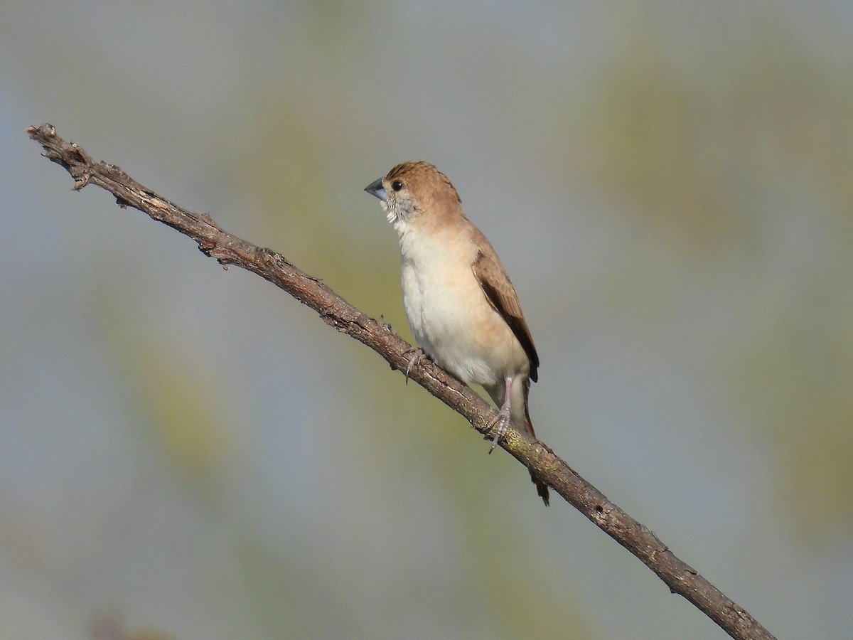 Indian Silverbill - ML646503985