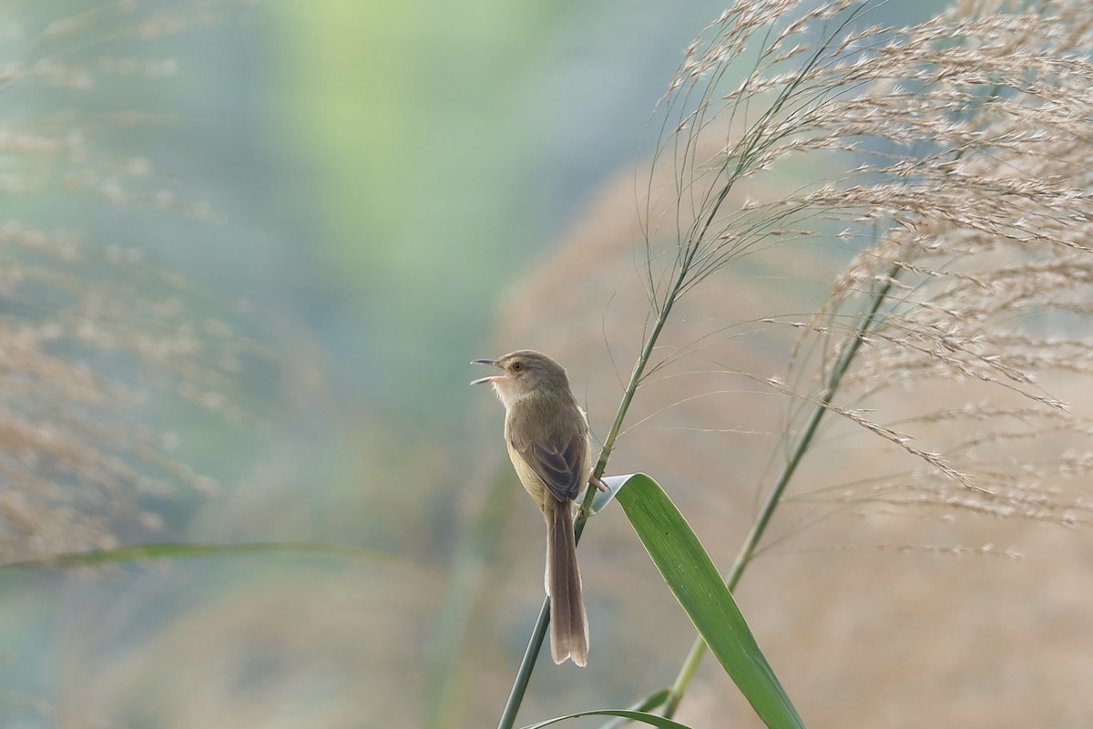 Plain Prinia - ML646503986