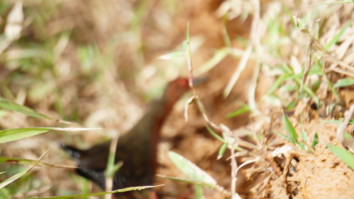 Ruddy-breasted Crake - ML646503987